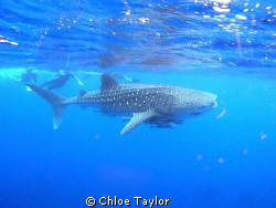 Whale Shark, Exmouth by Chloe Taylor 